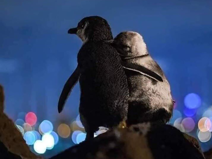 Two little penguins...